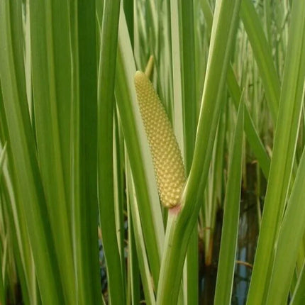 35 American Sweet Flag Grass Seeds - Seed World