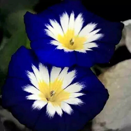 35 Morning Glory Hummingbird Mix Seeds - Seed World