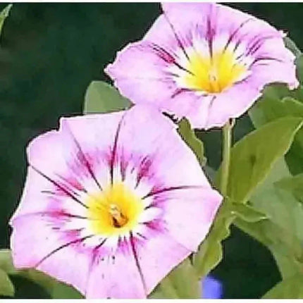 35 Morning Glory Hummingbird Mix Seeds - Seed World