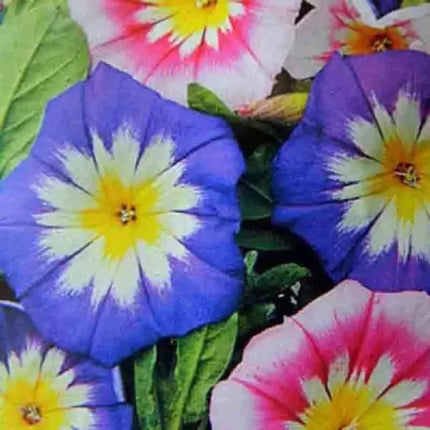 35 Morning Glory Hummingbird Mix Seeds - Seed World
