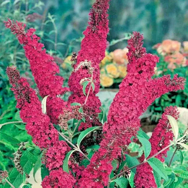 350 Butterfly Bush Seeds - Mix - Seed World