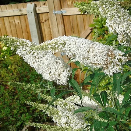 350 Butterfly Bush Seeds - Mix - Seed World