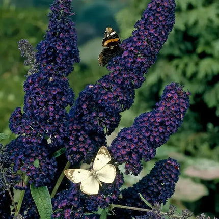 350 Butterfly Bush Seeds - Mix - Seed World