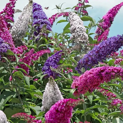 350 Butterfly Bush Seeds - Mix - Seed World
