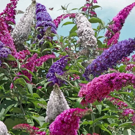 350 Butterfly Bush Seeds - Mix - Seed World