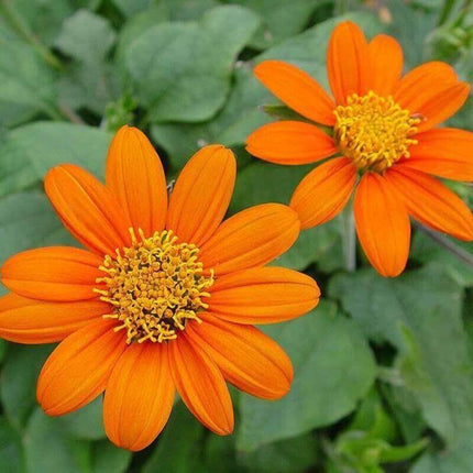 350 Mexican Sunflower Seeds - Seed World