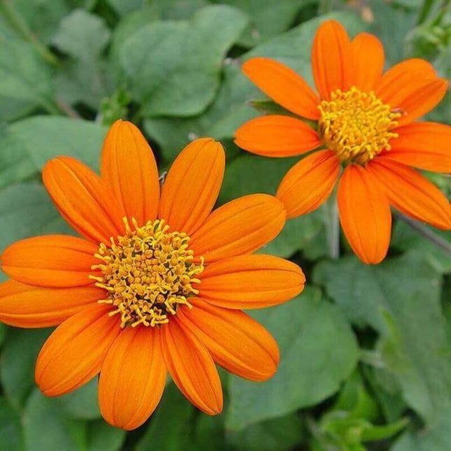 350 Mexican Sunflower Seeds - Seed World