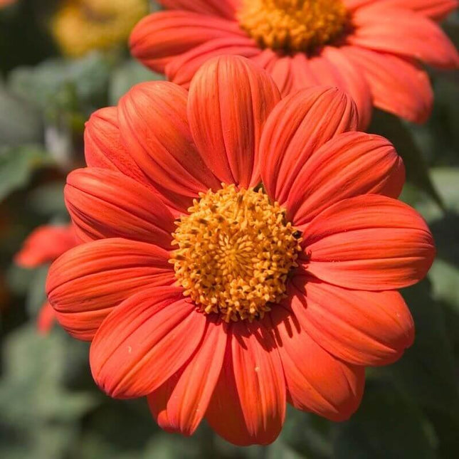 350 Mexican Sunflower Seeds - Seed World