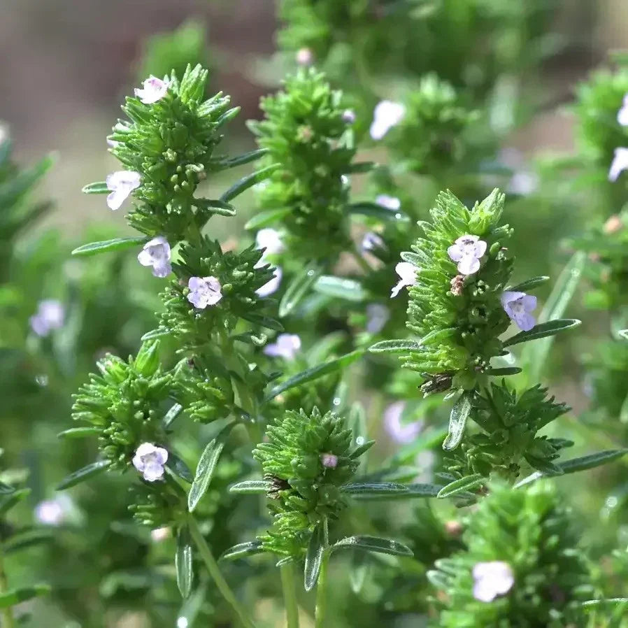 Close-up of a green plant with small white flowers