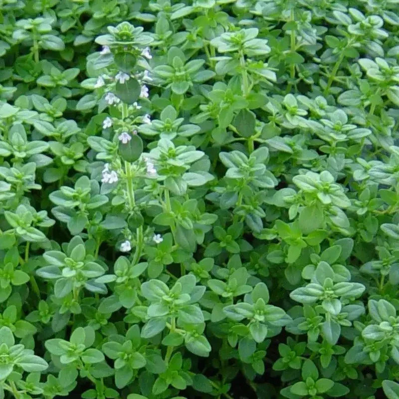 Close-up of a green herb with small white flowers