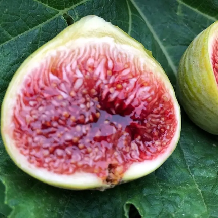 10 White Adriatic Fig Tree Cuttings (6–8”) – Sweet Heirloom Italian Fig