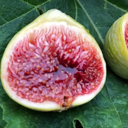 3 White Adriatic Fig Tree Cuttings (6–8”) – Sweet Heirloom Italian Fig