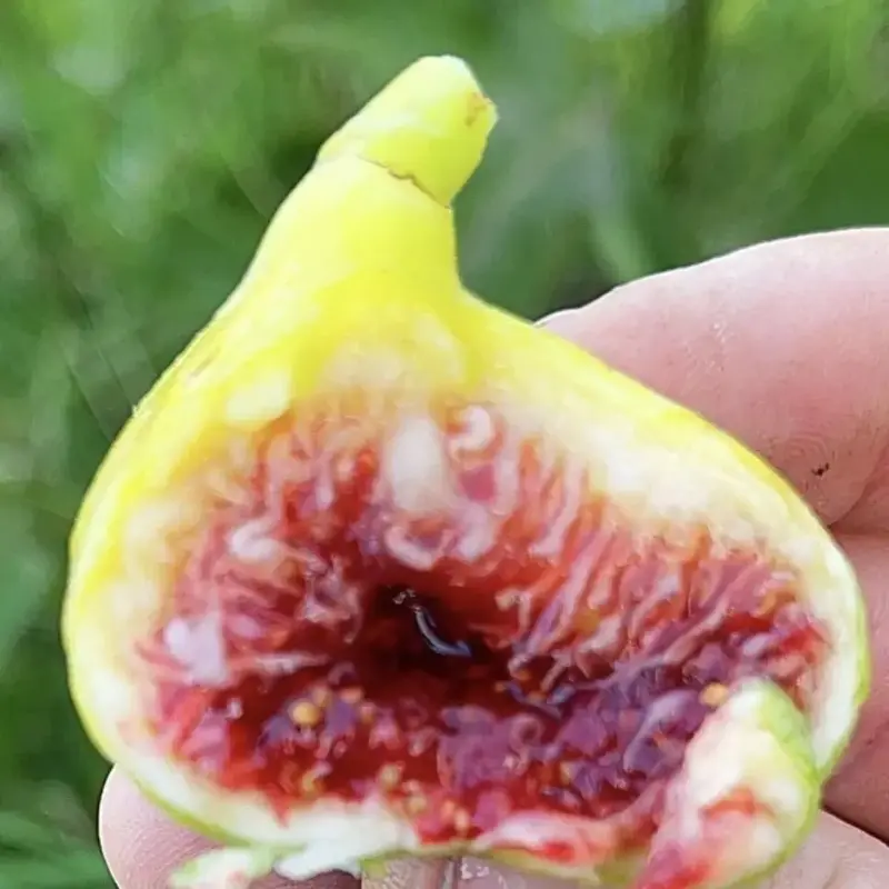 3 White Adriatic Fig Tree Cuttings (6–8”) – Sweet Heirloom Italian Fig