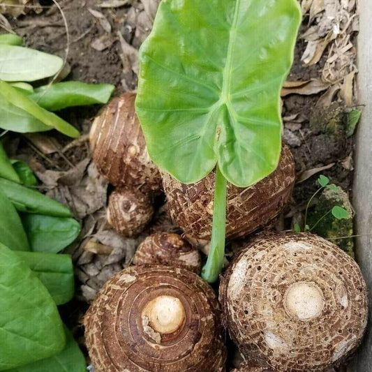 Sprouting Colocasia Gigantea bulb growing into giant elephant ear plant