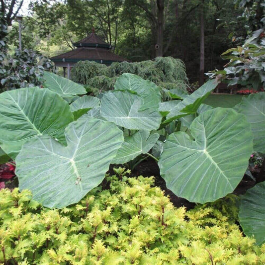 Tropical Colocasia Gigantea elephant ear leaves creating bold landscape feature