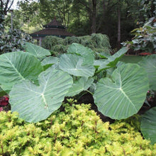 3 Live Bulbs Colocasia Gigantea