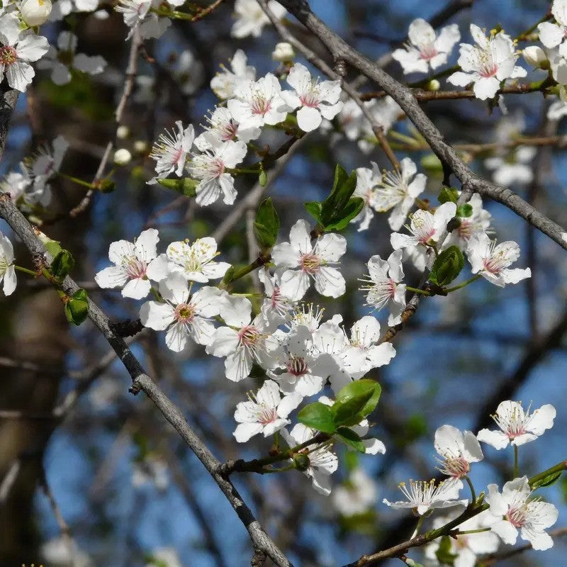 White flowers blooming on a tree branch with a blurred blue sky background