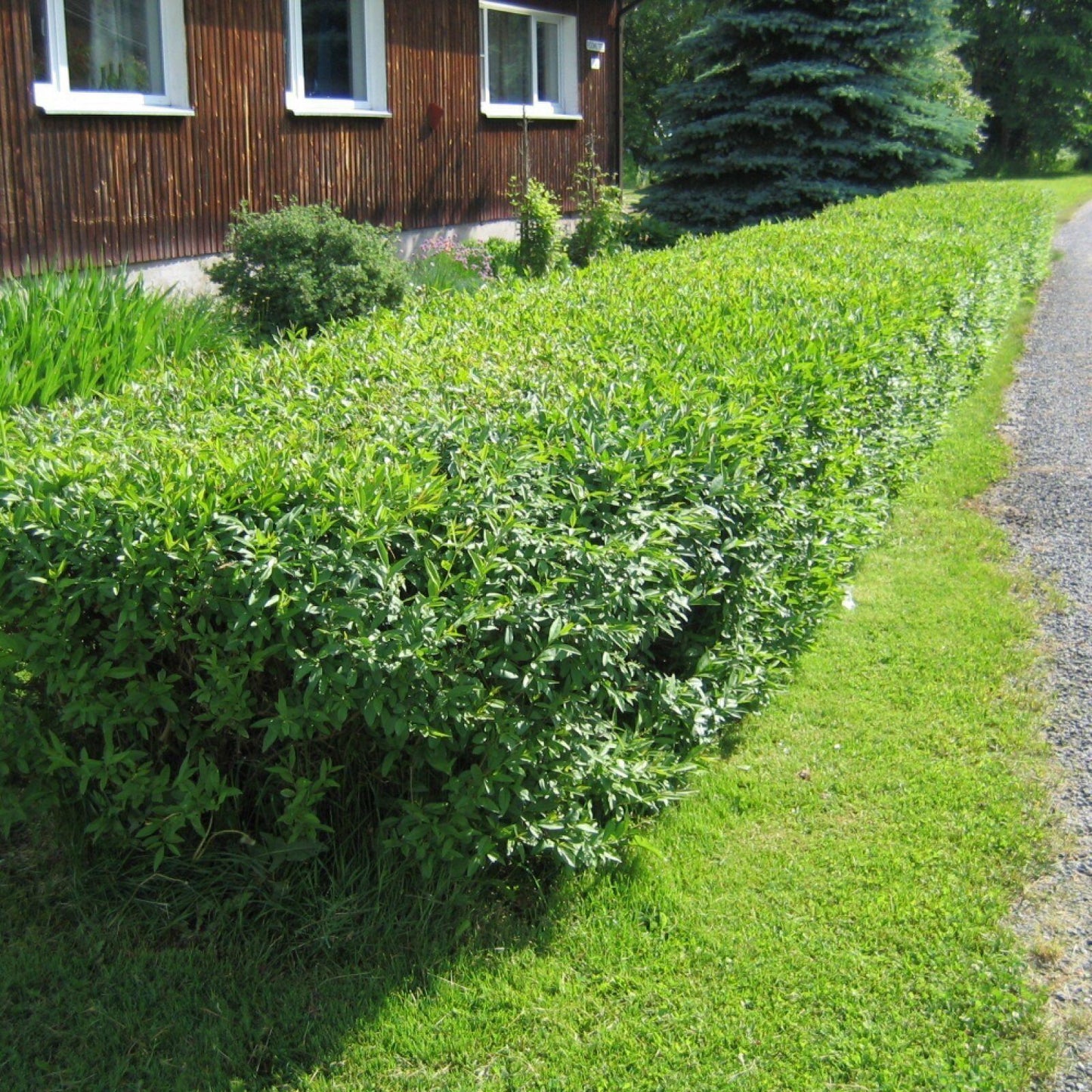 20 Privet (Ligustrum vulgare) Hedge Seeds – Fast-Growing Privacy Shrub - Seed World