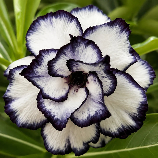 4 Black and White Desert Rose Seeds