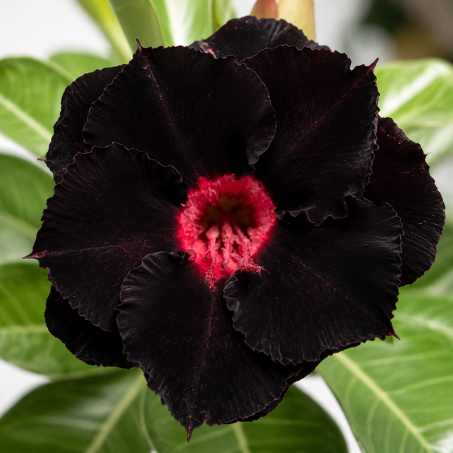 4 black red desert rose seeds