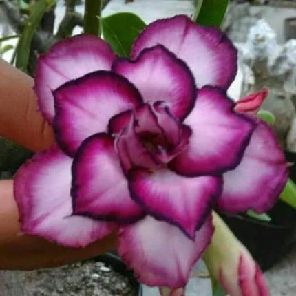4 Desert Rose Seeds - Adenium Obesum - Seed World