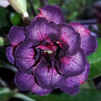 Dark Purple Pink