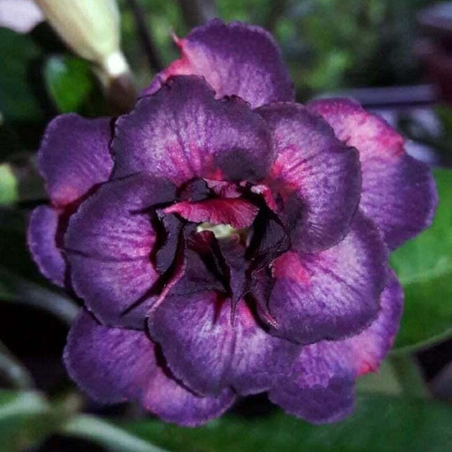 4 Desert Rose Seeds - Adenium Obesum - Seed World
