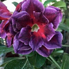 Fushia Magenta