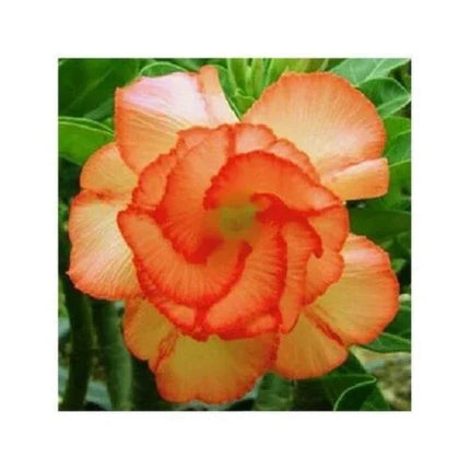 4 Desert Rose Seeds - Adenium Obesum - Seed World
