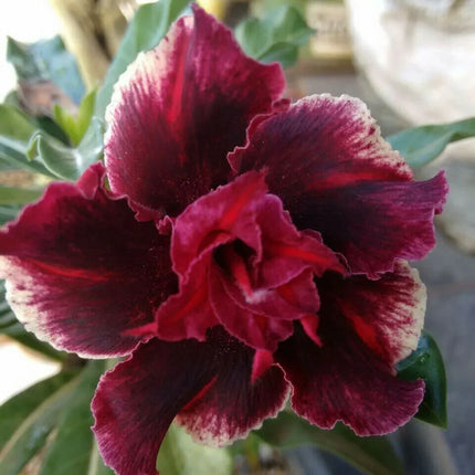 4 Desert Rose Seeds - Adenium Obesum - Seed World