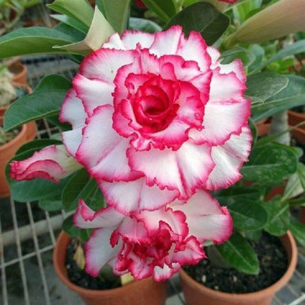 4 Desert Rose Seeds - Adenium Obesum - Seed World