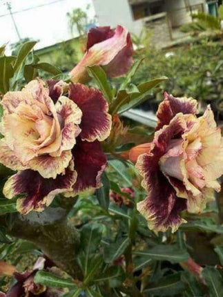 4 Desert Rose Seeds - Adenium Obesum - Seed World