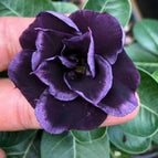 Dark Purple