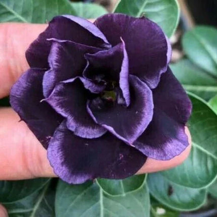 4 Desert Rose Seeds - Adenium Obesum - Seed World