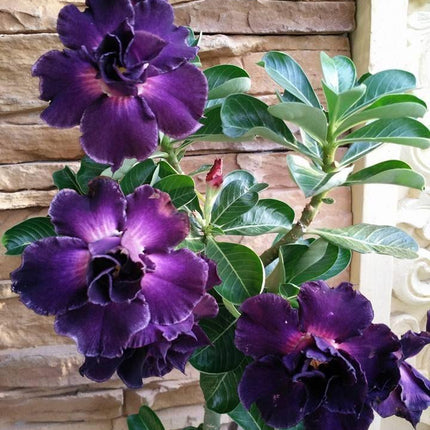 4 Desert Rose Seeds - Adenium Obesum - Seed World
