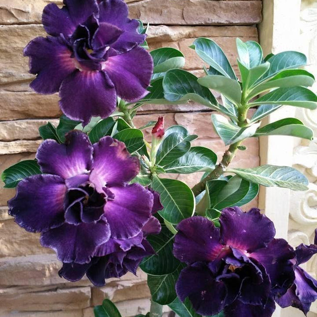 4 Desert Rose Seeds - Adenium Obesum - Seed World