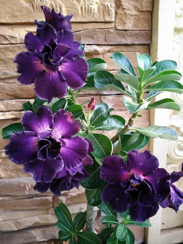 desert rose seeds Buy Desert Rose Seeds – Adenium Obesum