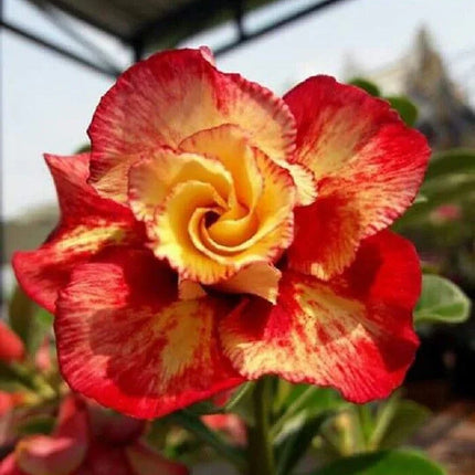 4 Desert Rose Seeds - Adenium Obesum - Seed World