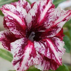 White Purple