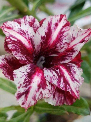 4 Desert Rose Seeds - Adenium Obesum - Seed World