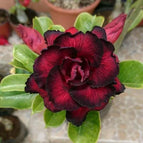 Red Black