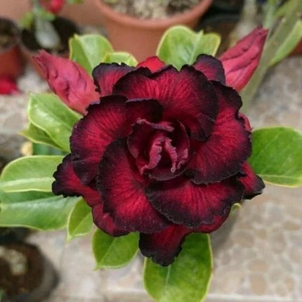 4 Desert Rose Seeds - Adenium Obesum - Seed World