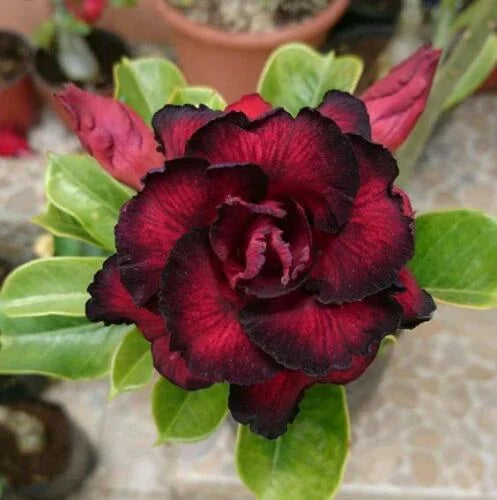 4 Desert Rose Seeds - Adenium Obesum - Seed World