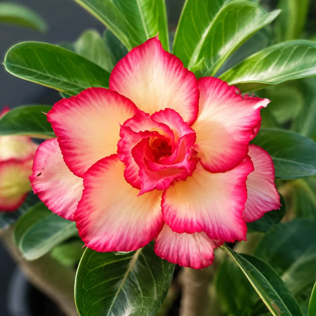 4 Yellow Red Desert Rose Seeds