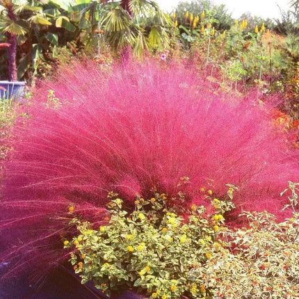 Pink grass or ornamental grass with green and yellow plants in the background