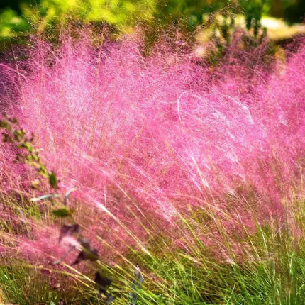Pink grasses swaying in the wind with a blurred background