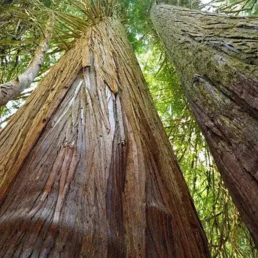 40 Western Red Cedar Tree Seeds - Seed World