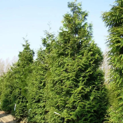 40 Western Red Cedar Tree Seeds - Seed World