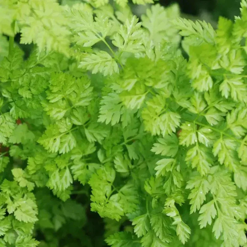 400 Chervil Seeds | Heirloom - Non-GMO - Seed World