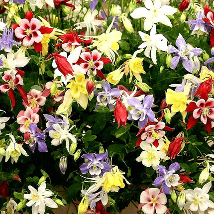 400 Columbine Mckana Giants Seeds - Mix - Seed World